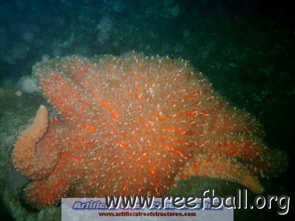 reefball12