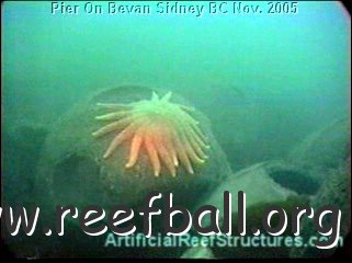 reefball1