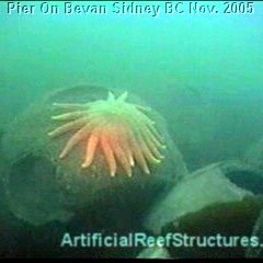 British Columbia Reef Ball Projects and Photos British Columbia Reef Ball Projects and Photos