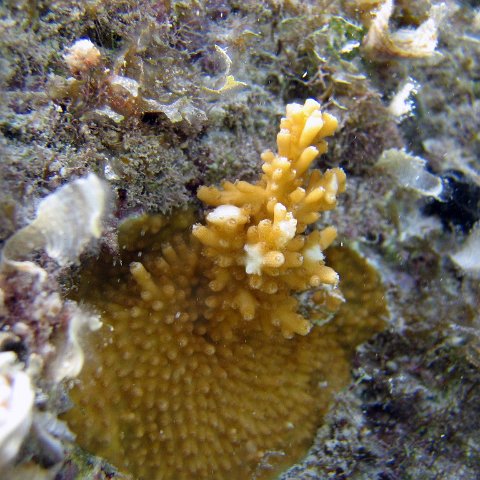 December 2006 Monitoring By Dr. Catherine Jadot and Reef Ball Coral Team December 2006 Monitoring By Dr. Catherine Jadot and Reef Ball Coral Team