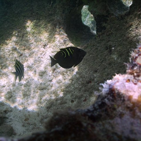 IMG_0036 IMG_0036