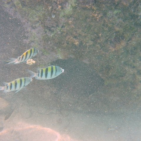 IMG_4650 IMG_4650