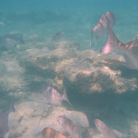 IMG_4655 IMG_4655