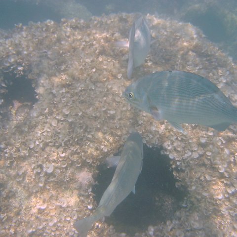 IMG_4662 IMG_4662