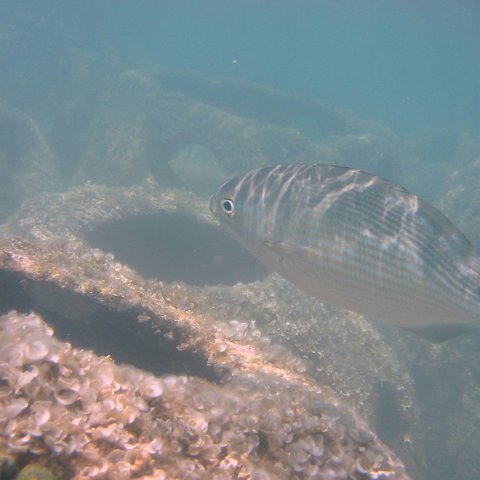 IMG_4663 IMG_4663