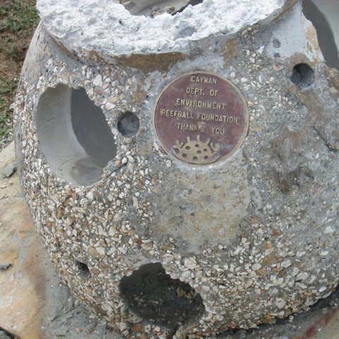 Reef Ball Thanks Cayman Department of Environment with Plaquard