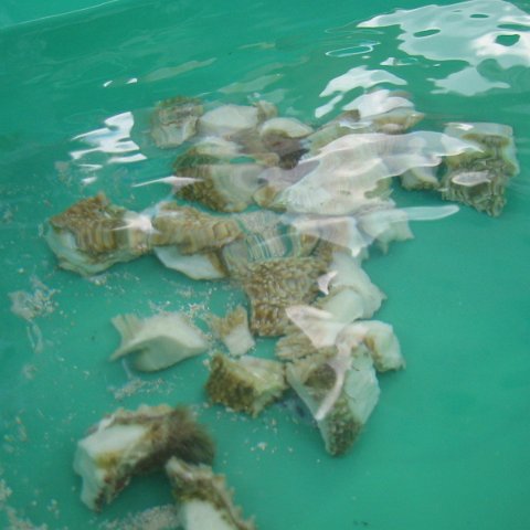 IMG_0050 IMG_0050