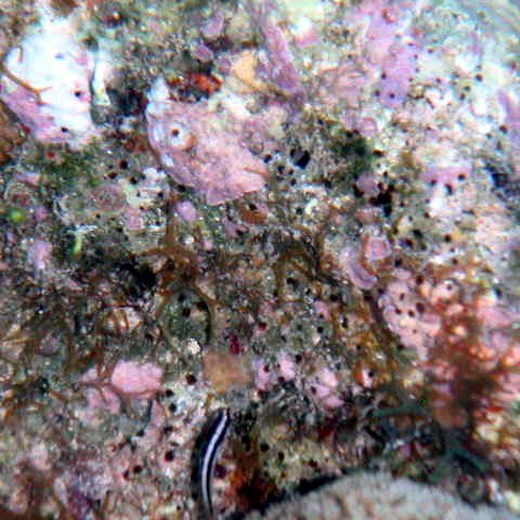 kcmangrove2picst062 kcmangrove2picst062