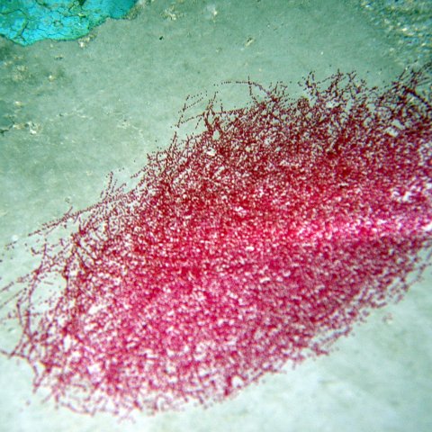 Damselfish Spawn on Reef Balls
