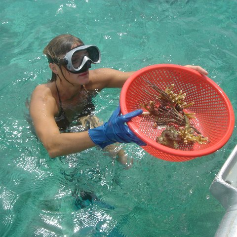 collectingimperialedcoralsatshallowlighthousereef