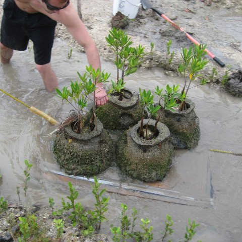June 2008Planting 850 Mangrove Trees that are 18 months old from Nursery