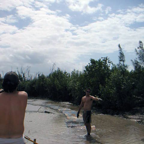 kcmangrove2picst081 kcmangrove2picst081