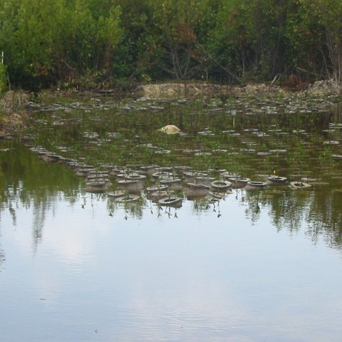IMG_4805 IMG_4805