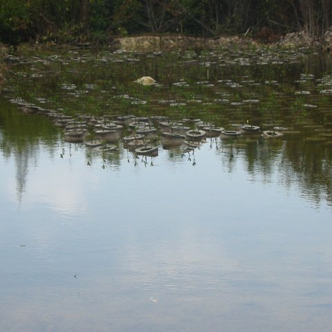 IMG_4806 IMG_4806