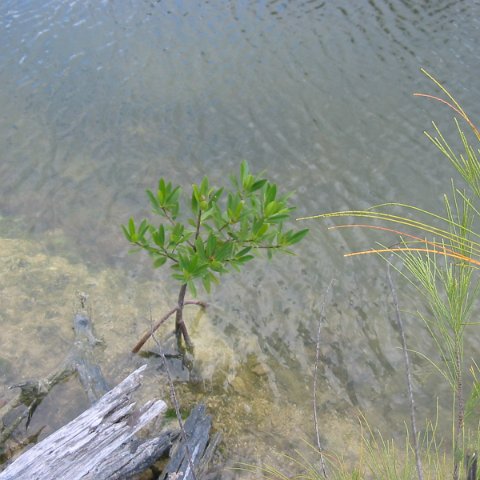 IMG_4808 IMG_4808