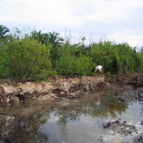 caymanislandsreefcrestt050 caymanislandsreefcrestt050
