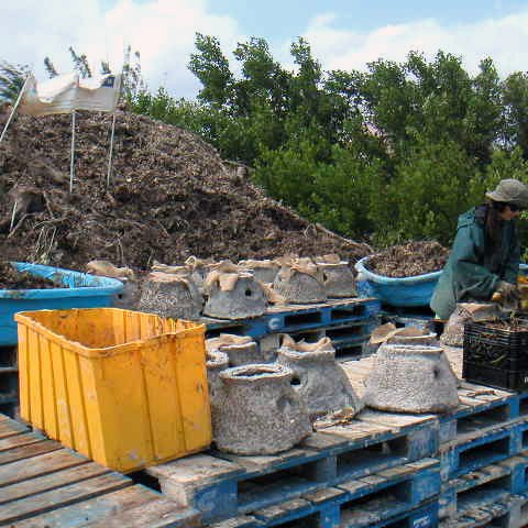 kcmangrove2picst082 kcmangrove2picst082