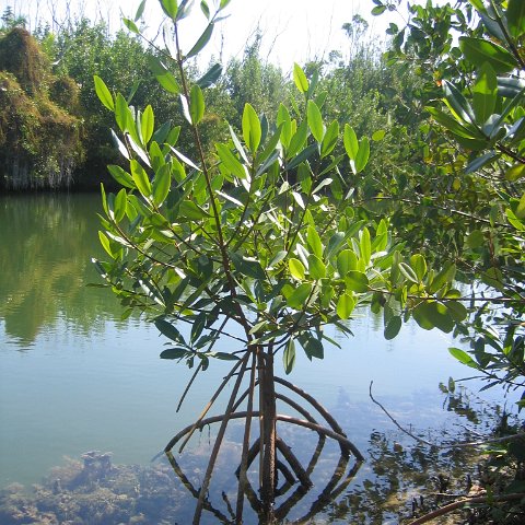 Photos of a Red Mangrove Tree Photos of a Red Mangrove Tree