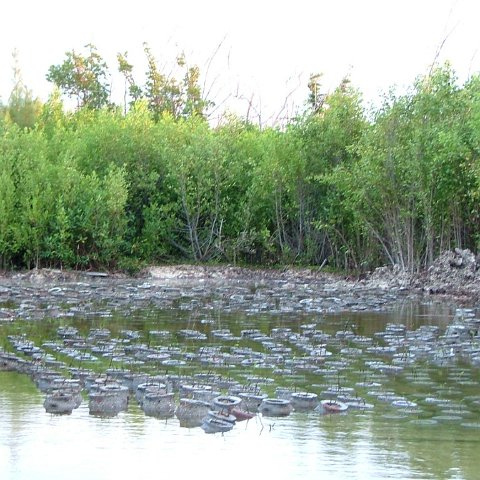 MANGROVE FULL1