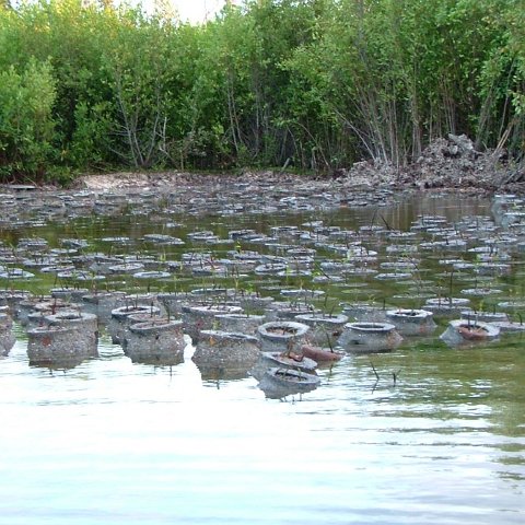 MANGROVE FULL2