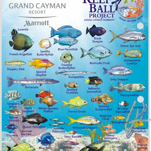 Cayman Marriott Reef Balls side 2