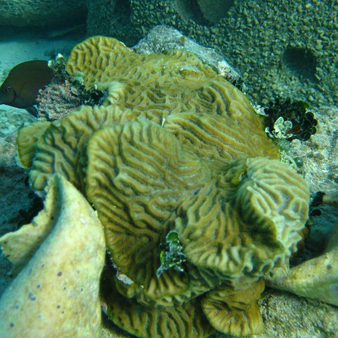 catherinecayman 004 catherinecayman 004