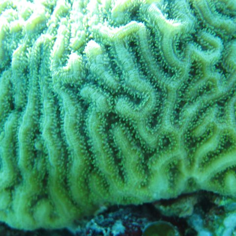 catherinecayman 018 catherinecayman 018