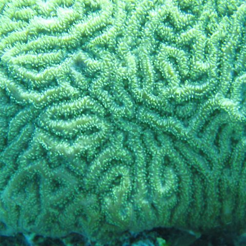 catherinecayman 021 catherinecayman 021