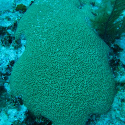 catherinecayman 040 catherinecayman 040