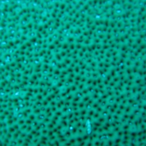 catherinecayman 041 catherinecayman 041