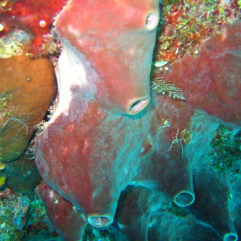 catherinecayman 093 catherinecayman 093