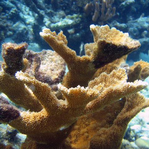 Reef Crest Monitoring