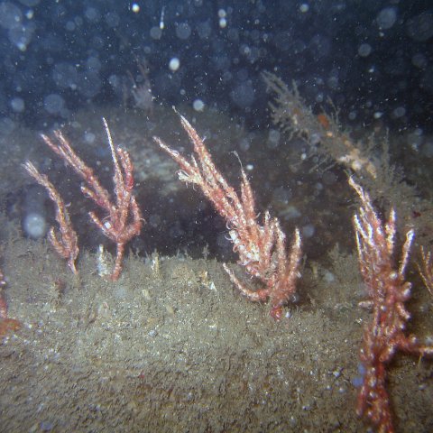 Monitoring of The Reef Balls