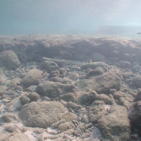 curocaobocaunderwaterleesurvey_091 curocaobocaunderwaterleesurvey_091