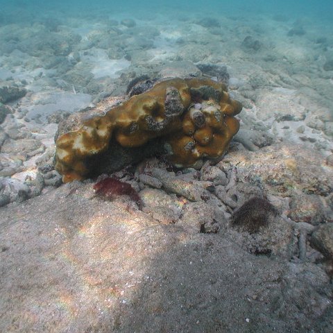 curocaobocaunderwaterleesurvey_092 curocaobocaunderwaterleesurvey_092