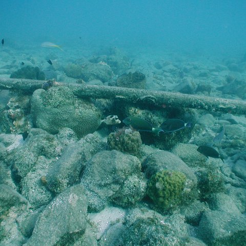 curocaobocaunderwaterleesurvey_097 curocaobocaunderwaterleesurvey_097