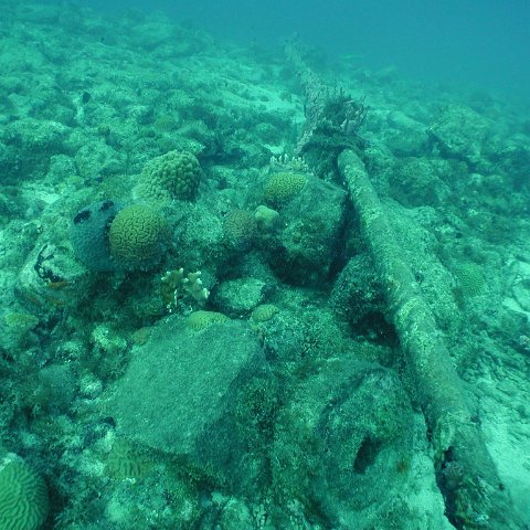 curocaobocaunderwaterleesurvey_098 curocaobocaunderwaterleesurvey_098