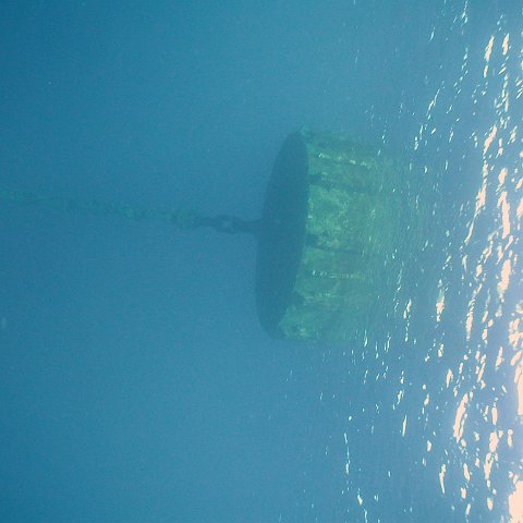 curocaobocaunderwaterleesurvey_099 curocaobocaunderwaterleesurvey_099