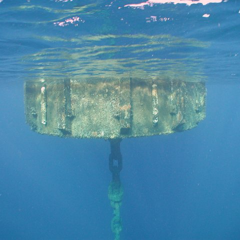 curocaobocaunderwaterleesurvey_100 curocaobocaunderwaterleesurvey_100