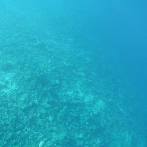 curocaobocaunderwaterleesurvey_102 curocaobocaunderwaterleesurvey_102