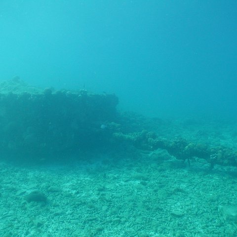 curocaobocaunderwaterleesurvey_103 curocaobocaunderwaterleesurvey_103