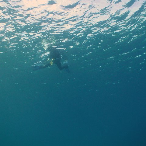 curocaobocaunderwaterleesurvey_104 curocaobocaunderwaterleesurvey_104