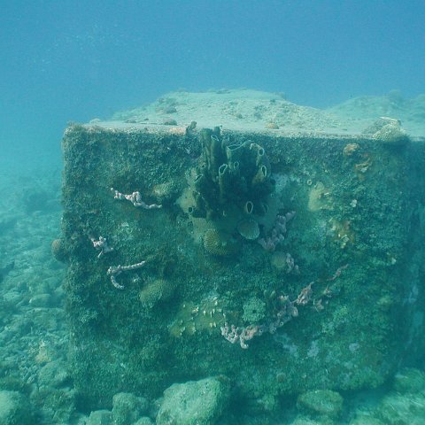 curocaobocaunderwaterleesurvey_105 curocaobocaunderwaterleesurvey_105