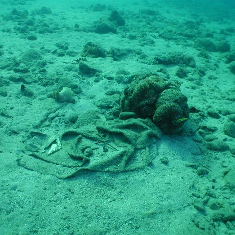 curocaobocaunderwaterleesurvey_107 curocaobocaunderwaterleesurvey_107
