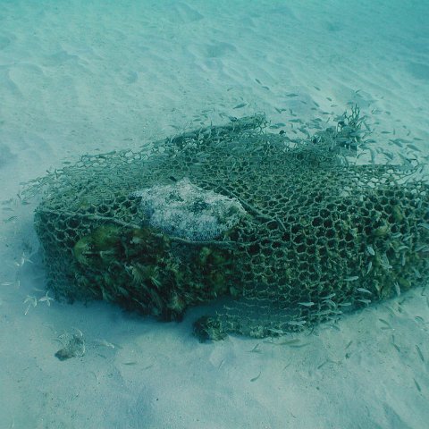 curocaobocaunderwaterleesurvey_108 curocaobocaunderwaterleesurvey_108