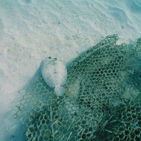 curocaobocaunderwaterleesurvey_109 curocaobocaunderwaterleesurvey_109