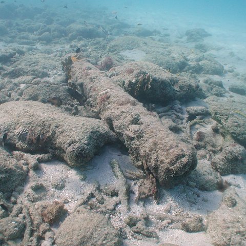 curocaobocaunderwaterleesurvey_110 curocaobocaunderwaterleesurvey_110