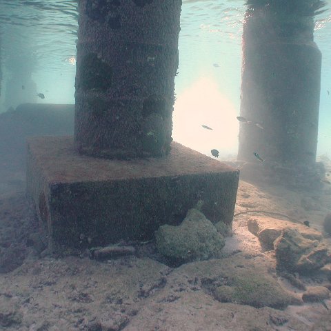curocaobocaunderwaterleesurvey_112 curocaobocaunderwaterleesurvey_112