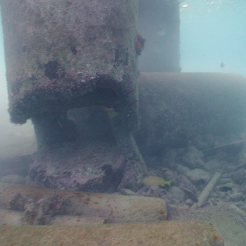 curocaobocaunderwaterleesurvey_114 curocaobocaunderwaterleesurvey_114