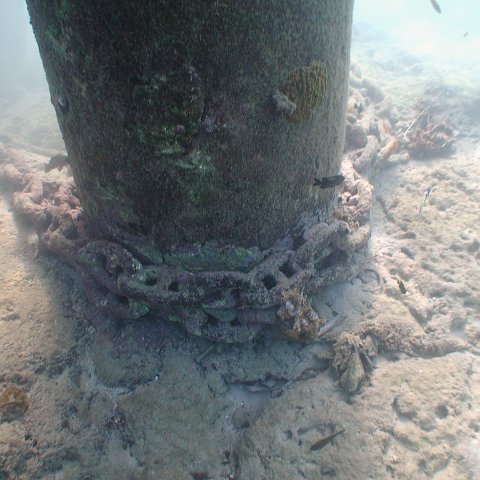 curocaobocaunderwaterleesurvey_116 curocaobocaunderwaterleesurvey_116